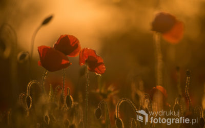 Czy obraz podkreśli charakter wnętrza?